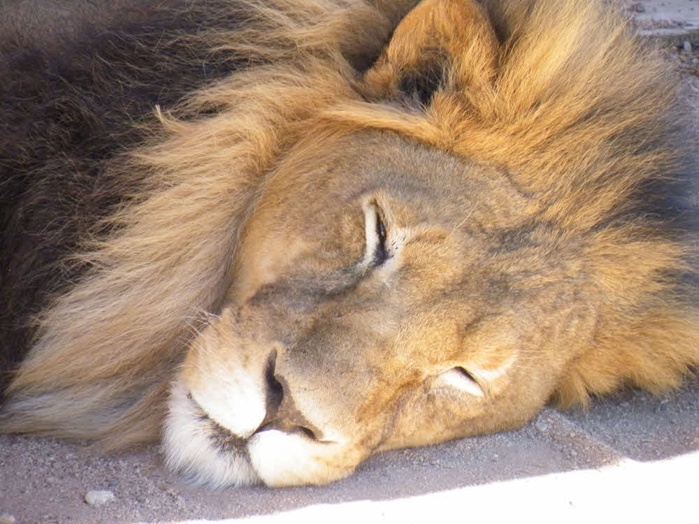 Travel Pal Tuesday - Lion - Sedona Zoo - 1000 x 750